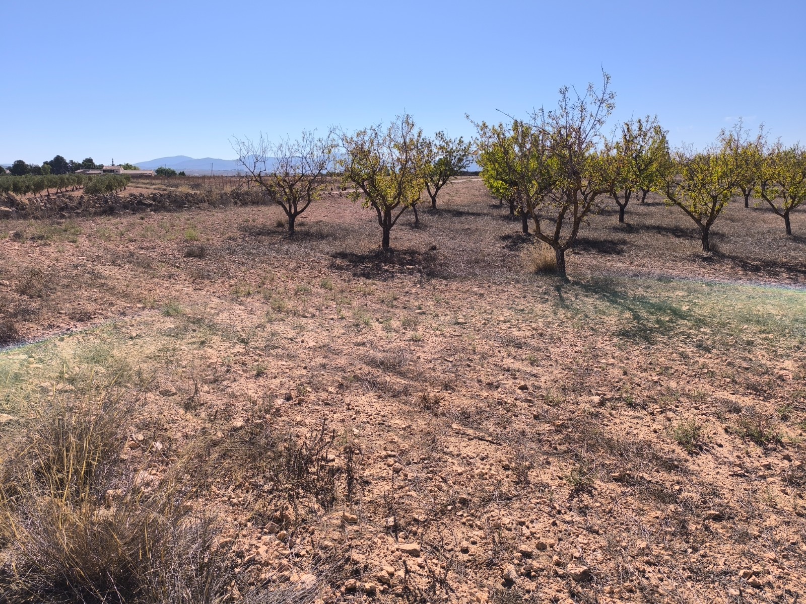 Large Plot with Almond Trees – 31,300 m²A fantastic opportunity to acquire a spacious plot of 31,300 - Image 1