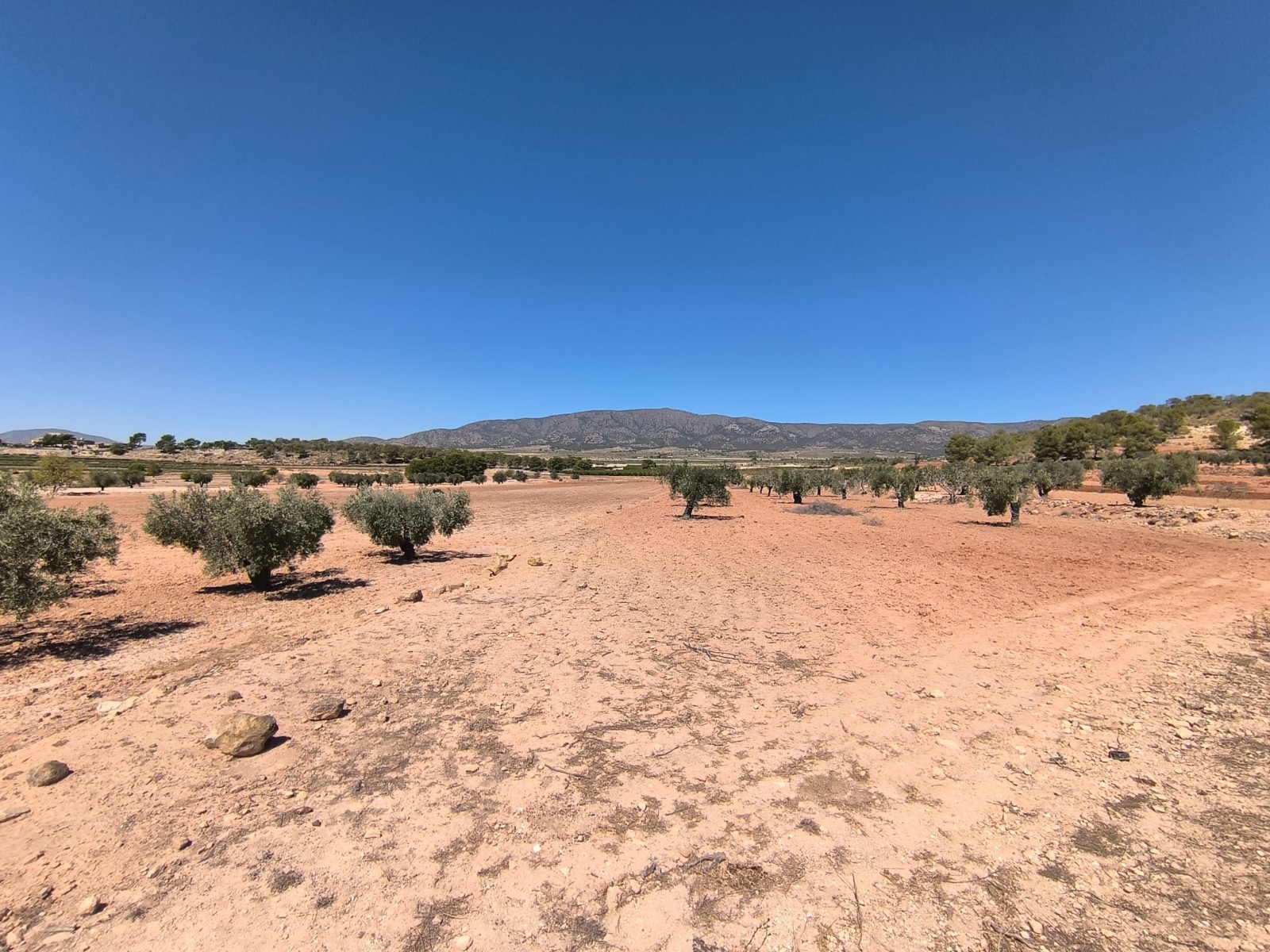 Rural building parcel with an olive grove in an agricultural area north of Monovar, with over 17 - Image 1