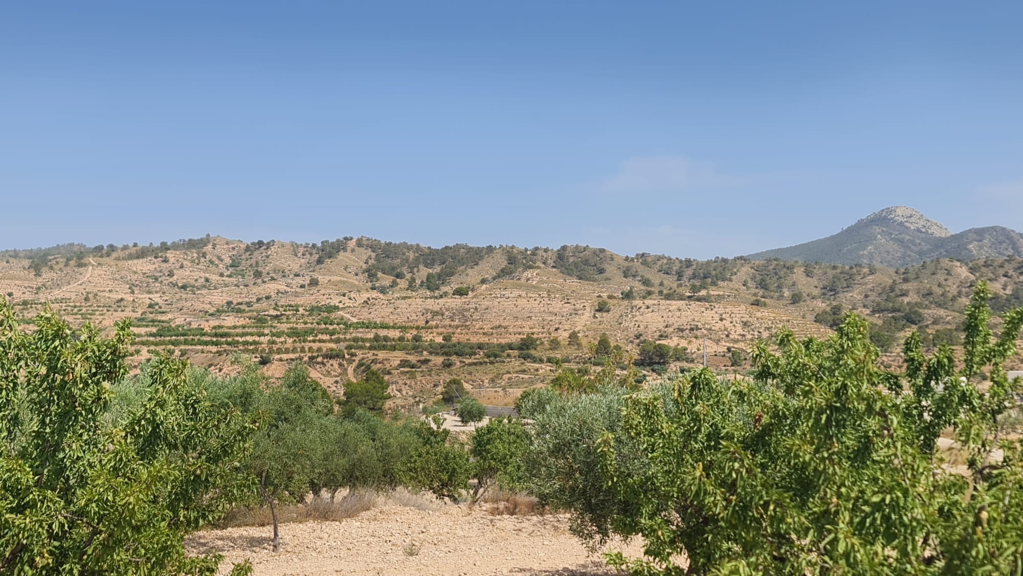 Buildable Plot with Olive and Almond Trees – Macisvenda, Abanilla (Murcia)This 5,900 m² plot is loca - Image 1