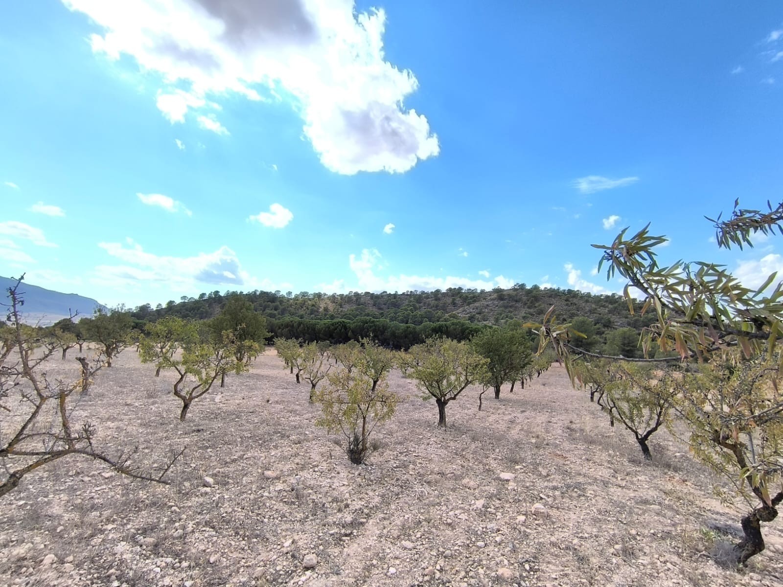 For sale: Land near Yecla of app - Image 1