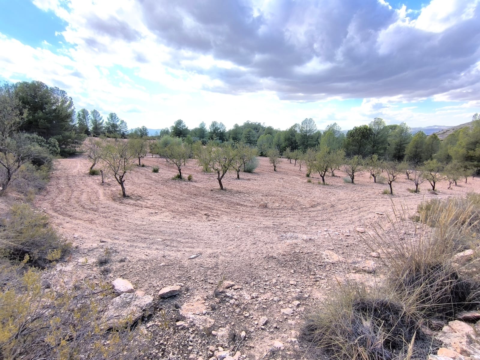 For sale: A land near Yecla of app - Image 1