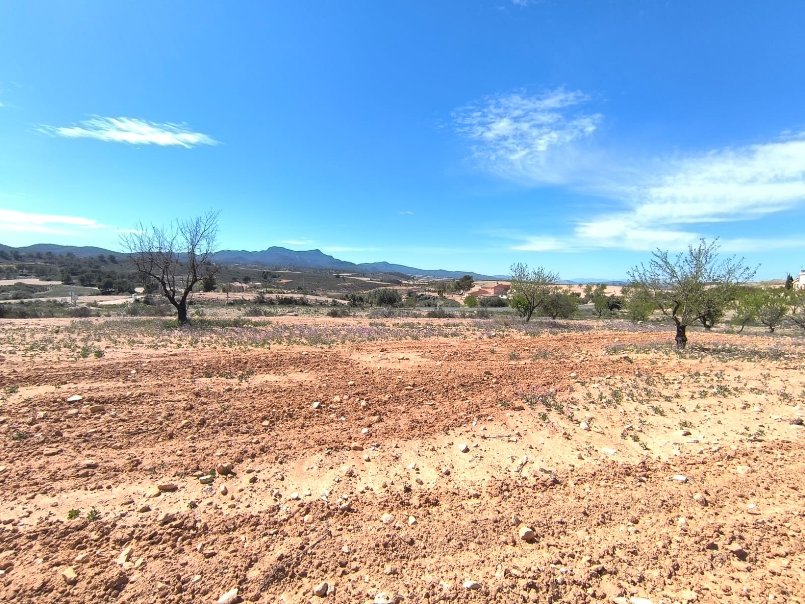 For sale: Almond orchard of app - Image 1