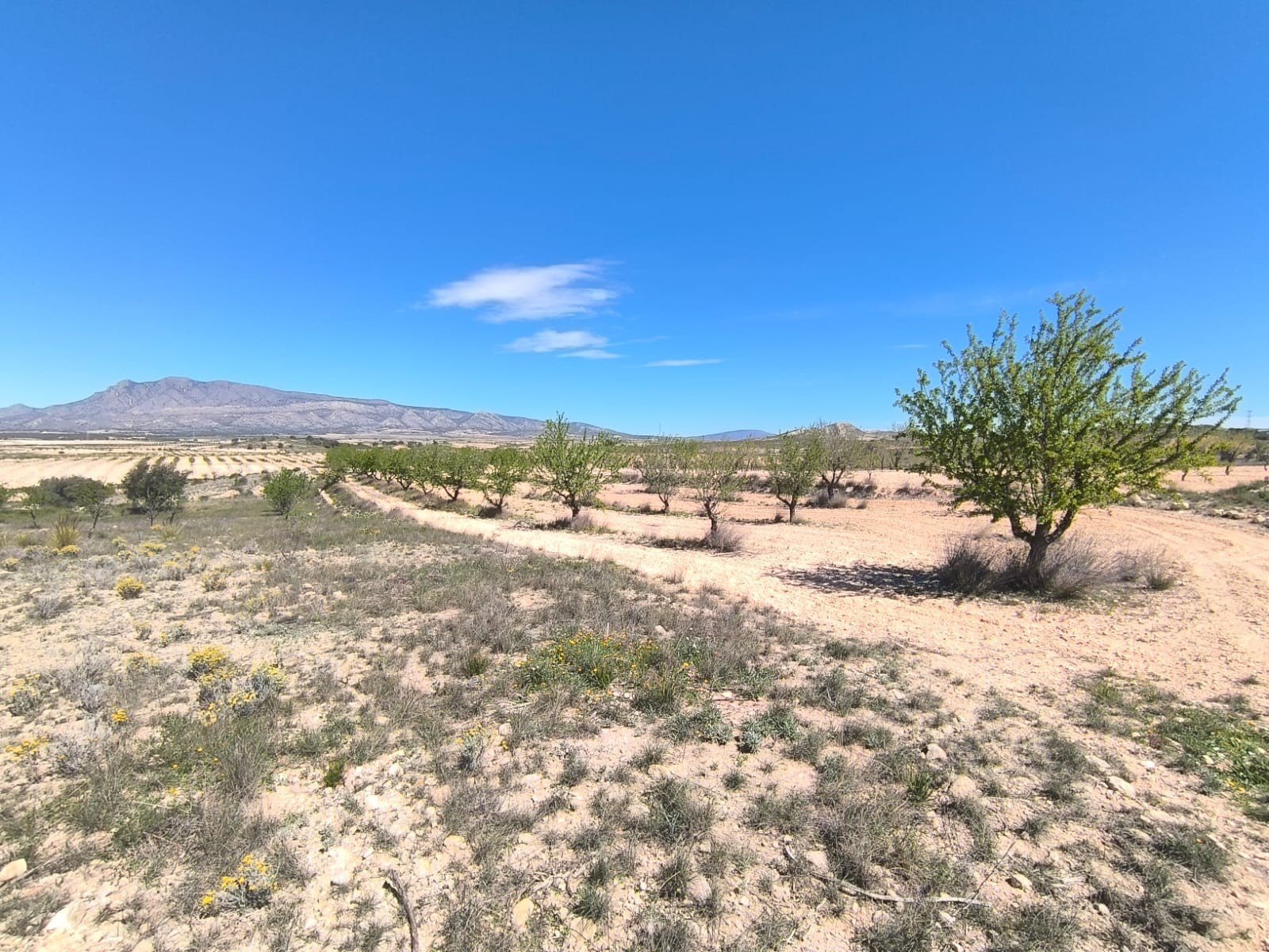 For sale: Almond orchard of app - Image 1