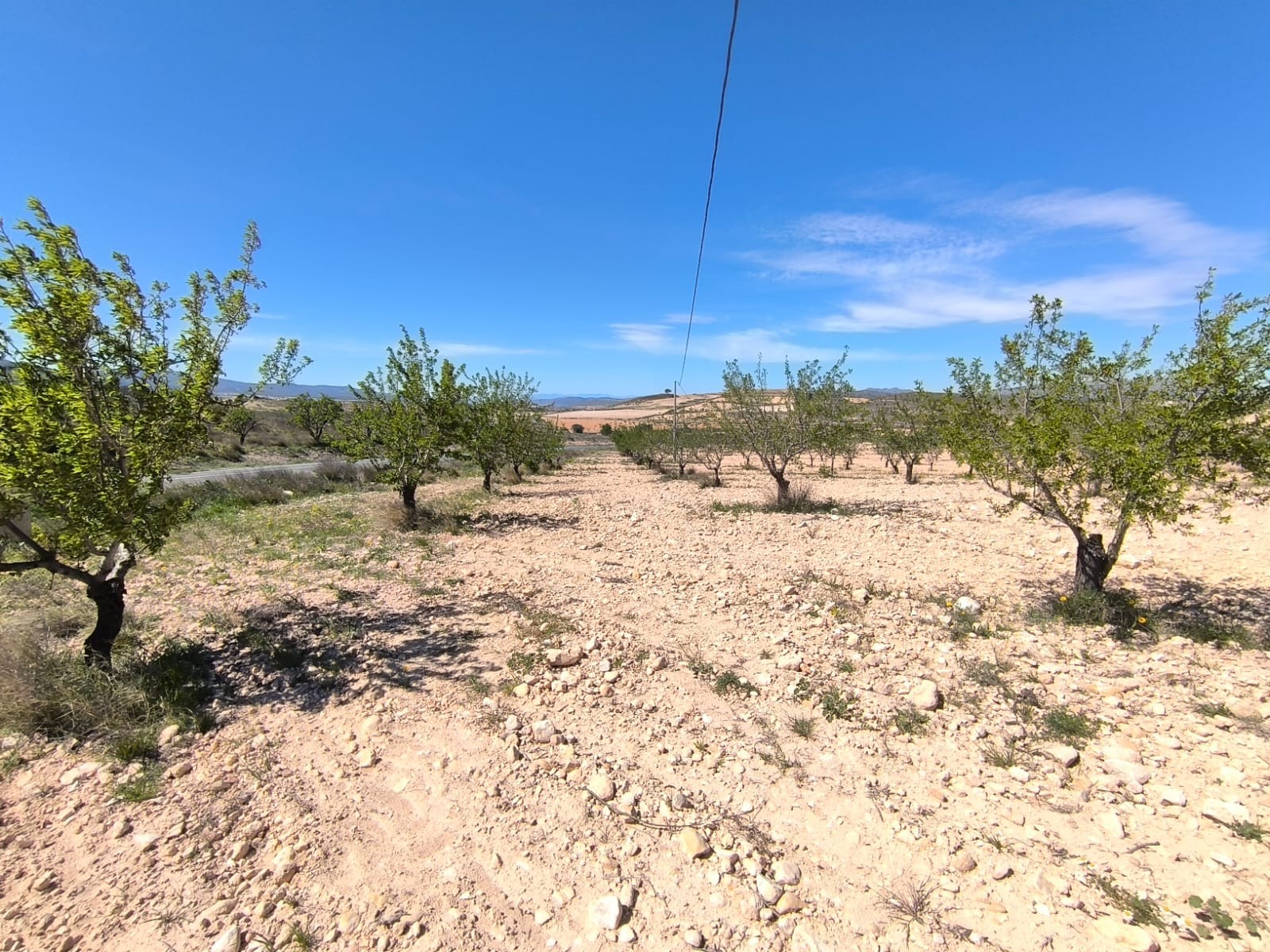 For sale: Almond orchard of app - Image 1