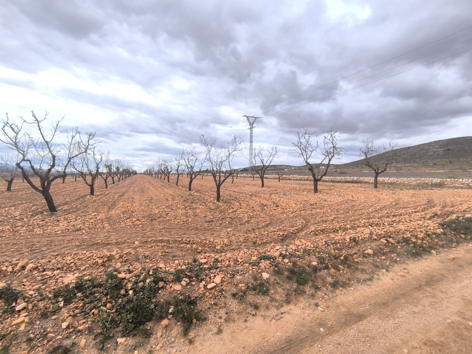 For sale: Almond orchard near Raspay of app - Image 1