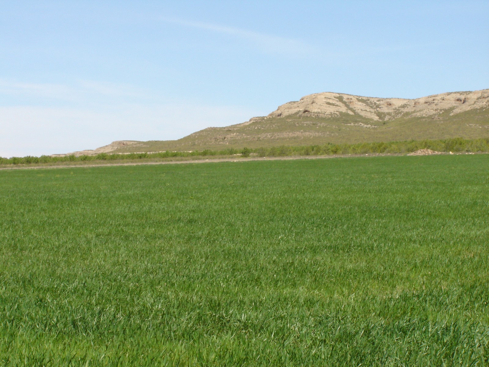 Irrigated Farm with 34 Hectares of Top-Quality Land in YeclaThis 34-hectare irrigated farm offers ex - Image 1