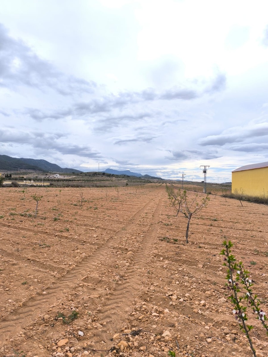 For sale: Two plots near Pinoso (but in Murcia region) of total 35500 m2, of which app, 25500 m2 is - Image 1