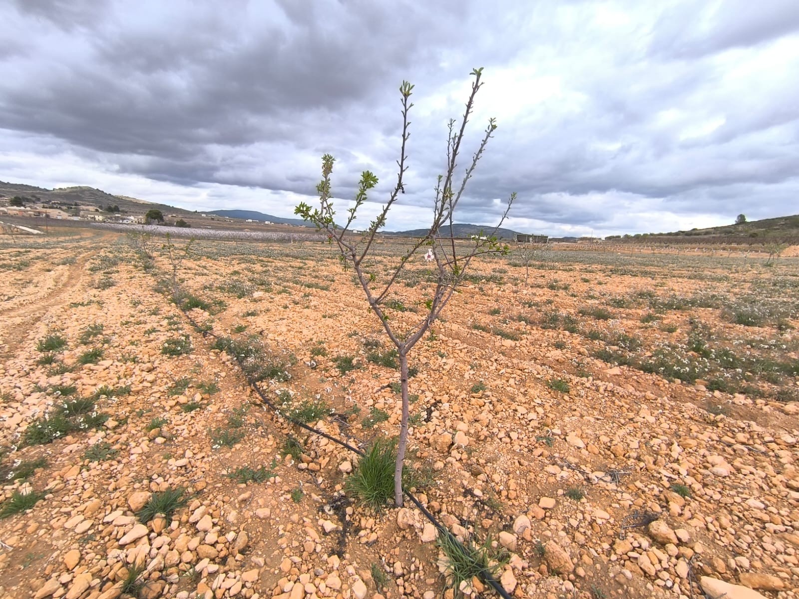For sale: Almond orchard near Raspay of app - Image 1