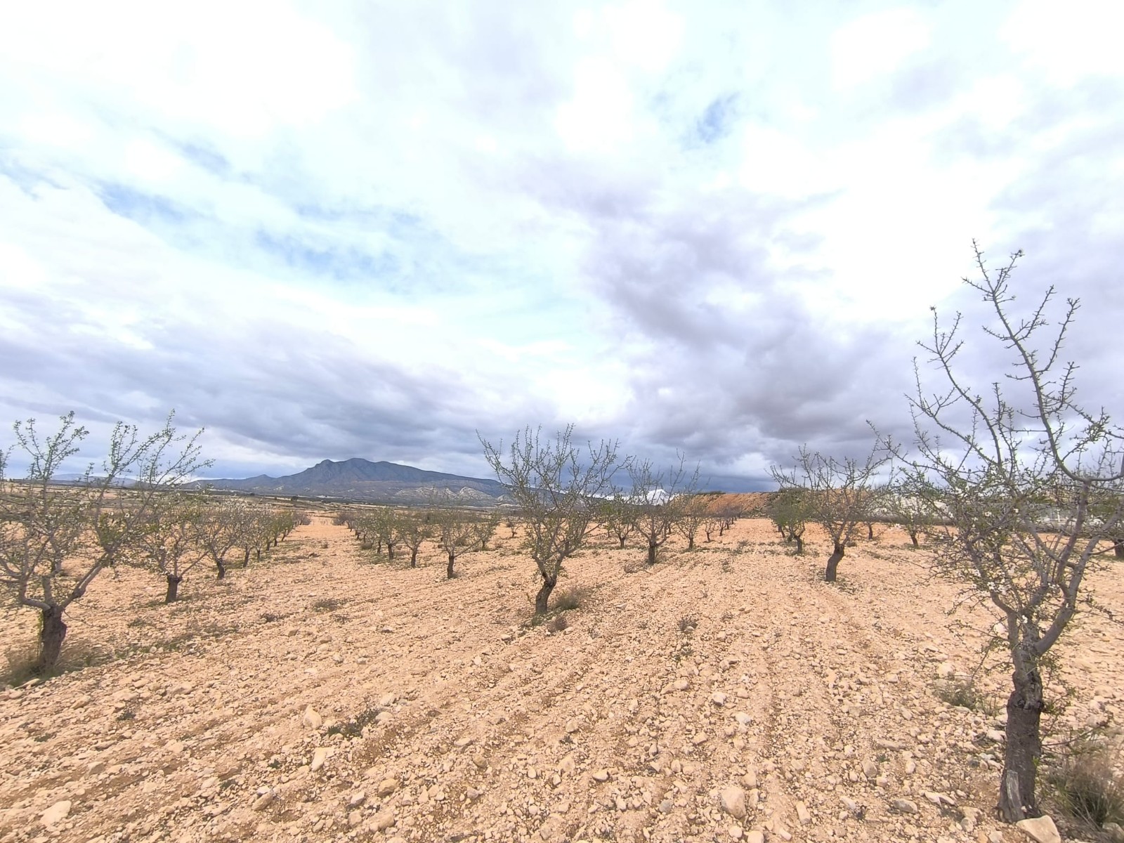 For sale: Almond orchard near Pinoso of app - Image 1