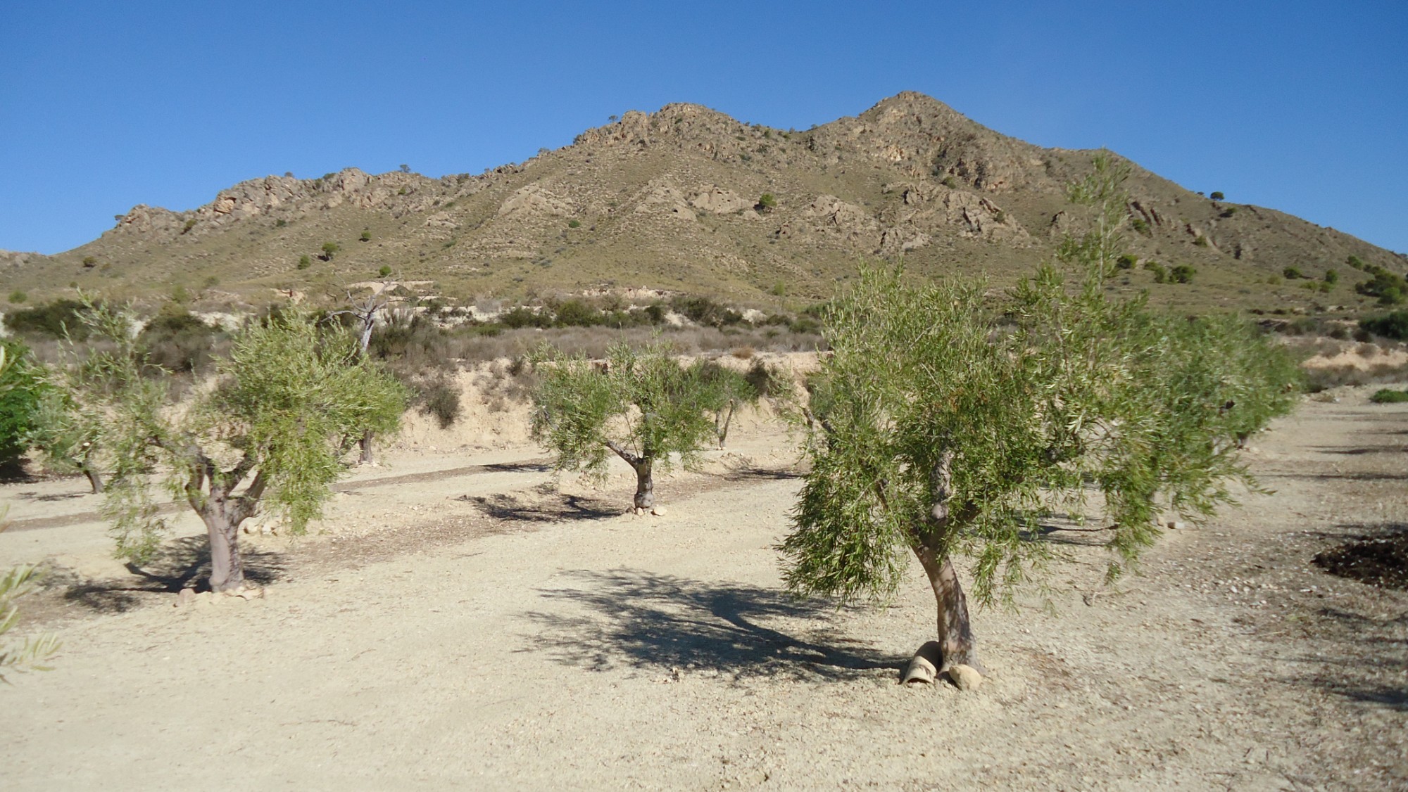 This 30,608 m² property in Abanilla, Murcia, offers a well-maintained olive grove with 444 mature ol - Image 1