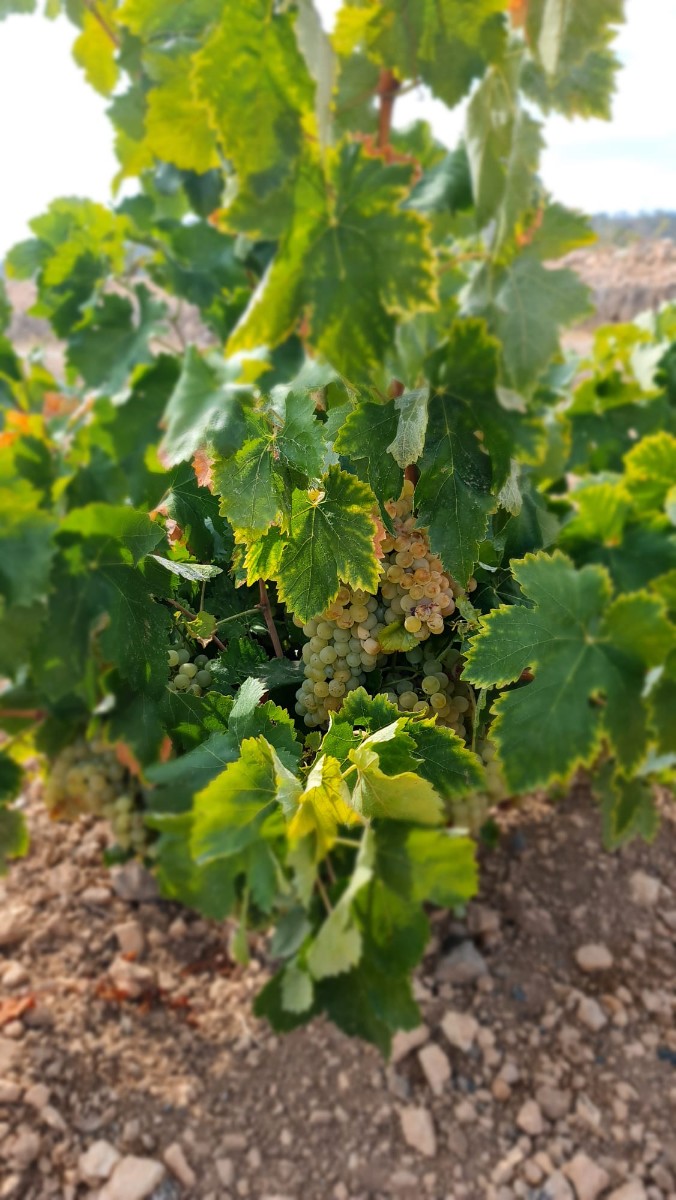 **Exceptional Mature Vineyard for Sale Near Algueña**Discover a unique opportunity to own a fully pr - Image 1