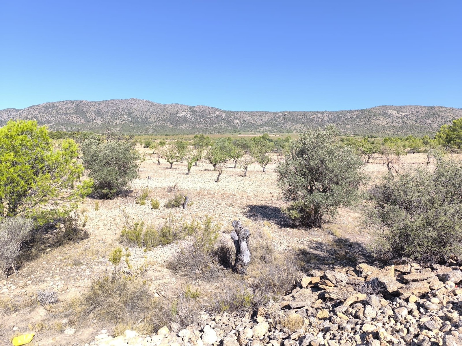 Land for sale in Monovar municipality - Image 1
